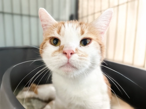 SCATWORKSの保護猫カフェ
