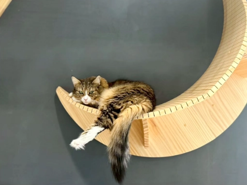 SCATWORKSの保護猫カフェ