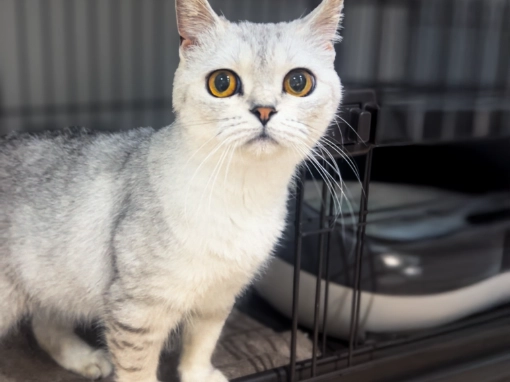 SCATWORKSの保護猫カフェ