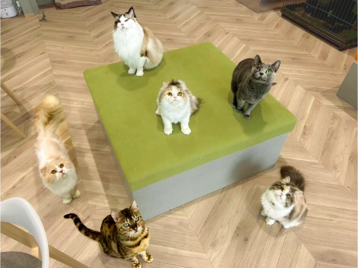 SCATWORKSの保護猫カフェ