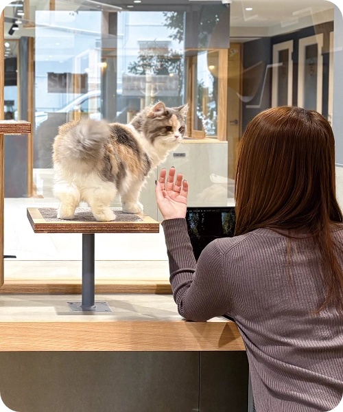 保護猫と遊ぶ