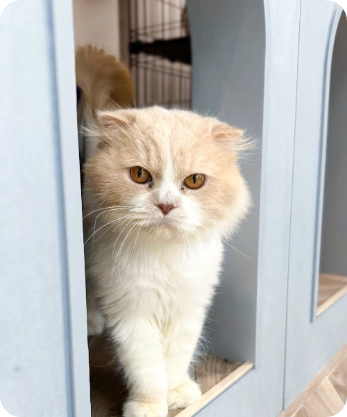 保護猫の里親さんになる