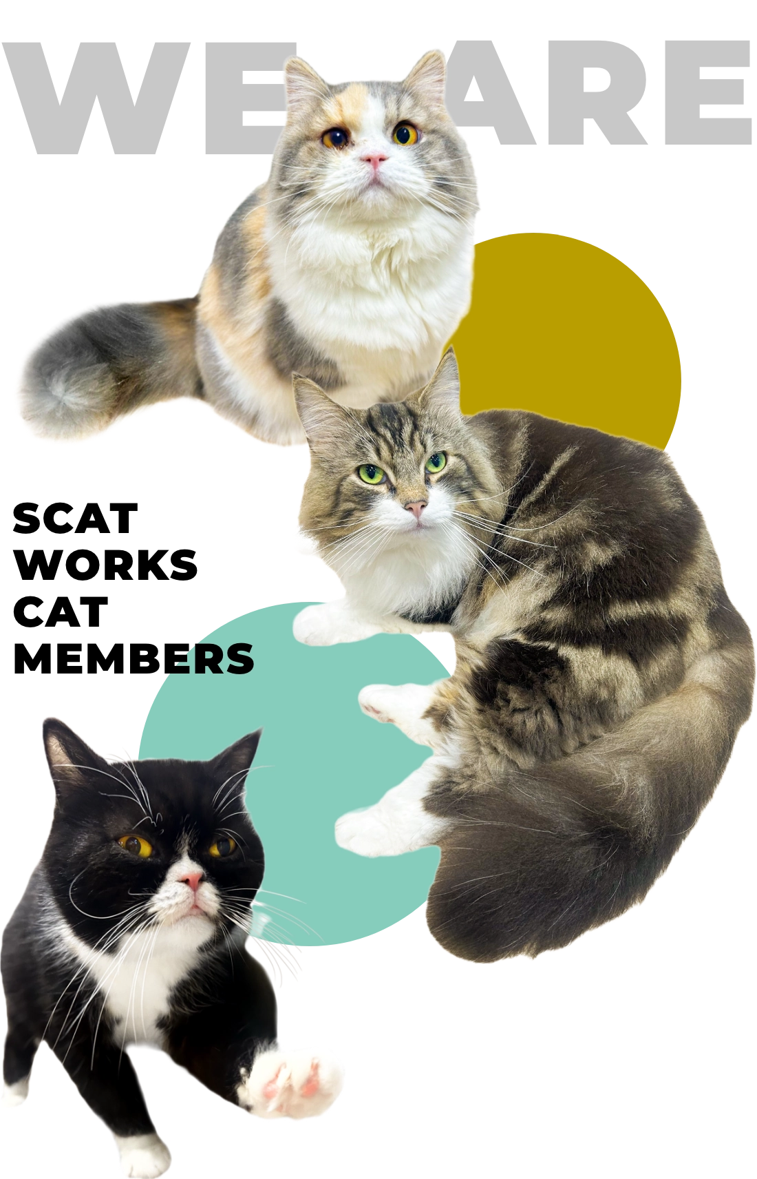 SCATWORKSの猫たちです