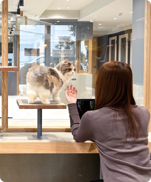 ゆったり猫カフェ休憩