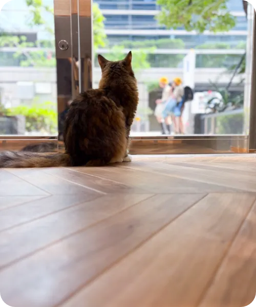 譲渡会で緊張してしまう猫は普段の姿を見てもらえない
