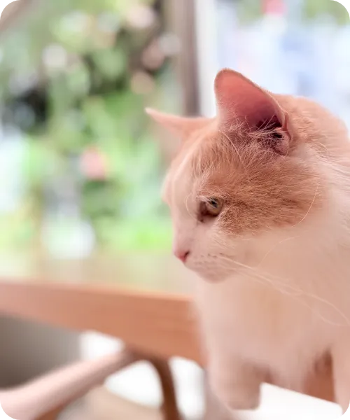 譲渡会は猫を初めて飼う人にとってハードルが高く感じられる