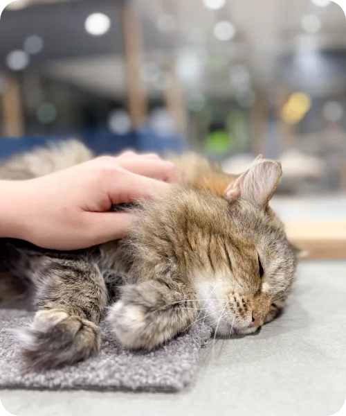 自然体な猫たちの姿を見てもらえる保護猫カフェ