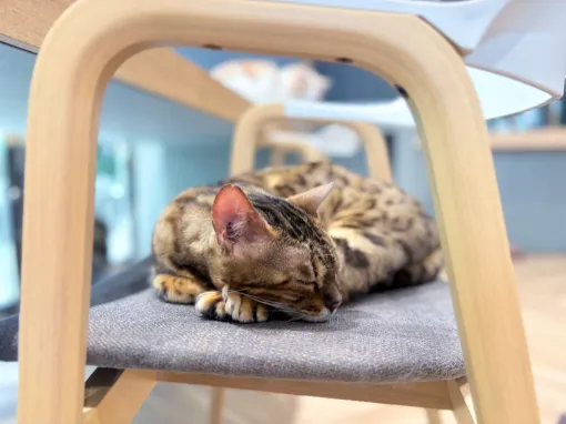 猫たちは里親になってくれる人を探しています