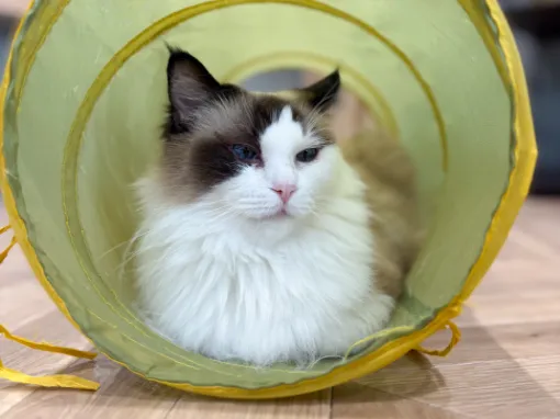 猫たちは里親になってくれる人を探しています