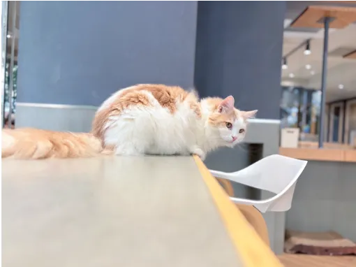 猫たちは里親になってくれる人を探しています
