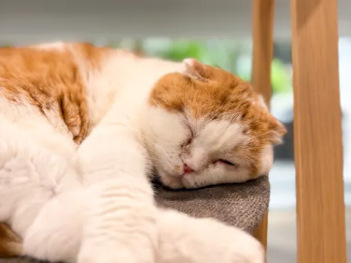 猫たちは里親になってくれる人を探しています