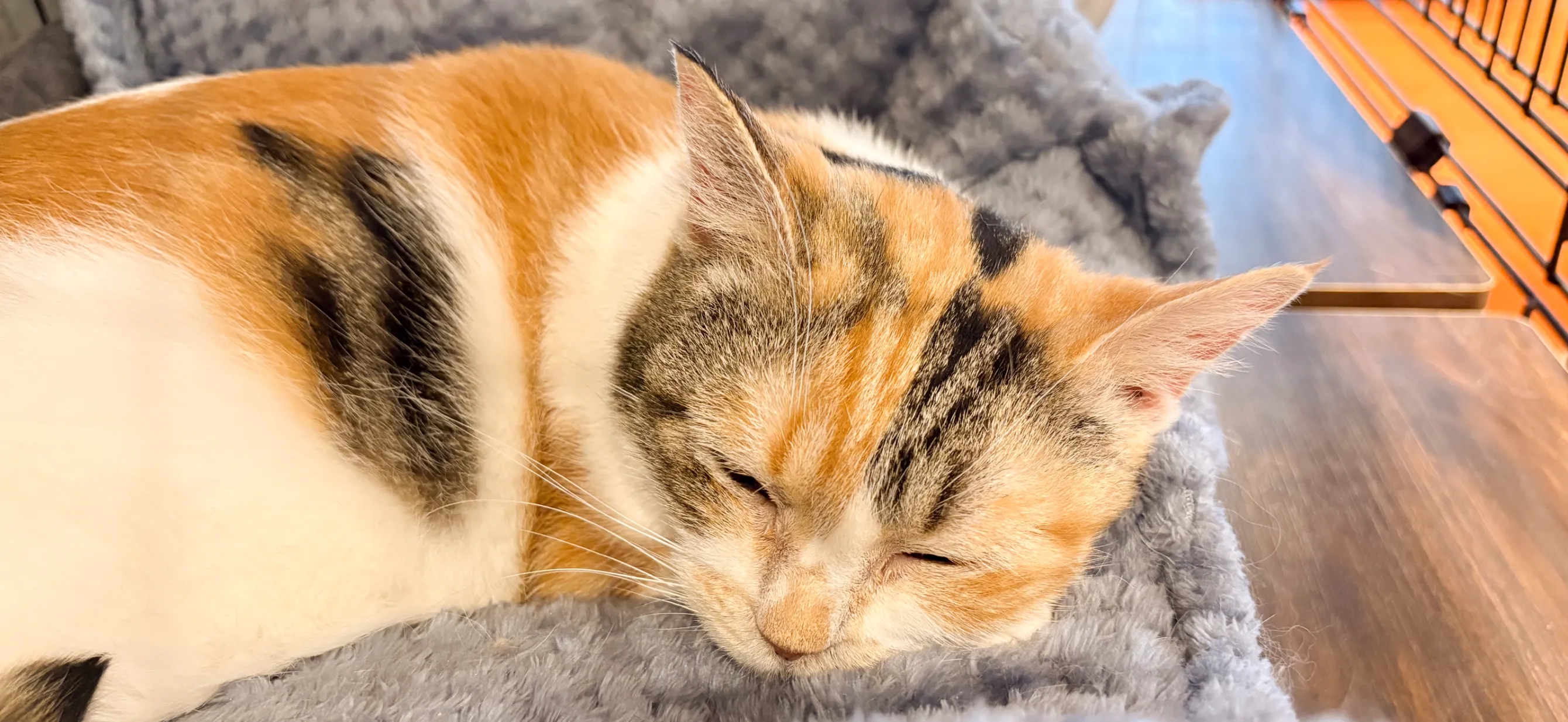 SCATWORKSの料金システム