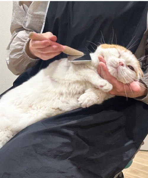 全員がキャットグルーマー協会認定資格を取得