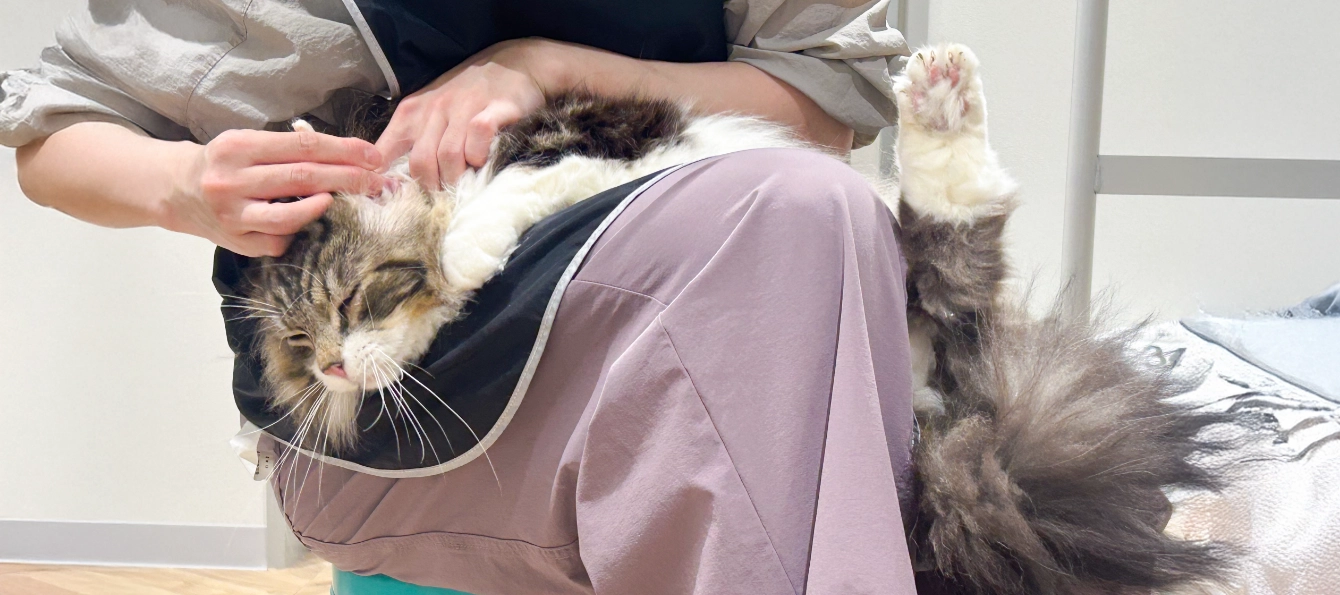 猫専用トリミング・グルーミングサロン