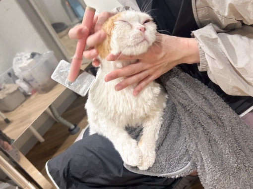 猫専用トリミングサロンの施設内景観1