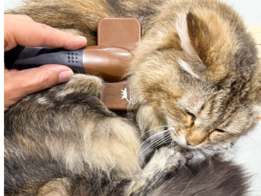 猫専用トリミングサロンの施設内景観2
