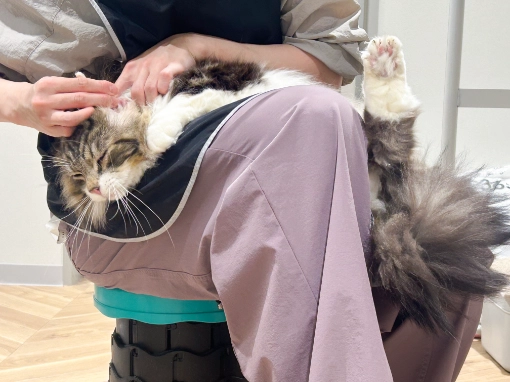 猫専用トリミングサロンの施設内景観5