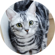 猫専門だから安心 - アメリカンショートへア