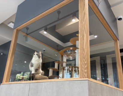 ガラス張りキャットタワー