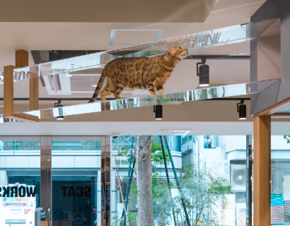空中キャットウォーク