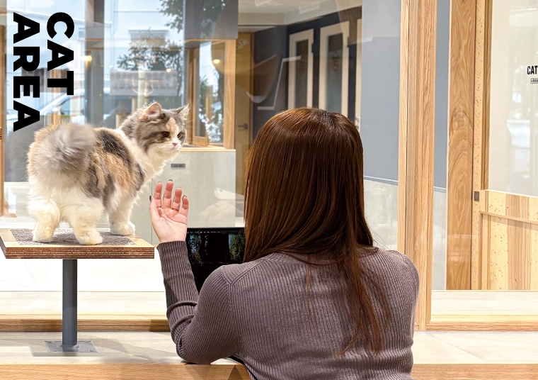 猫カフェエリアの様子