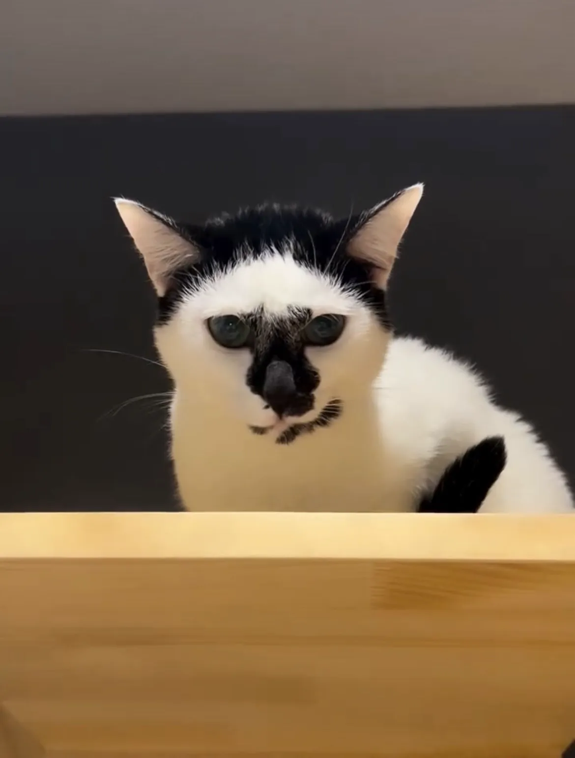 ぴっぴ